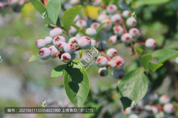 藍莓園鮮果