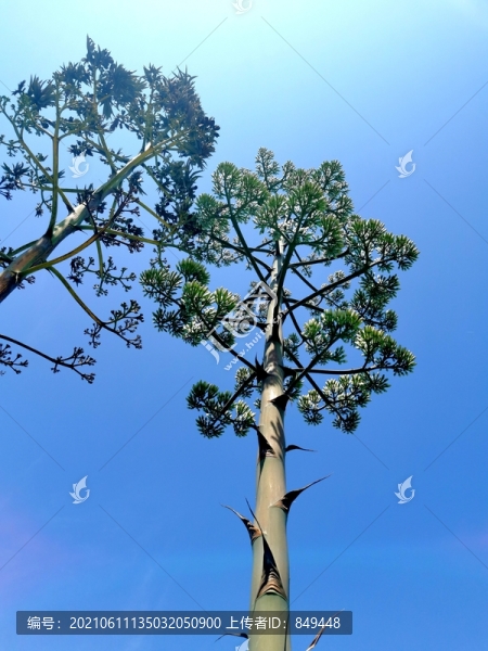 劍麻龍舌蘭開花
