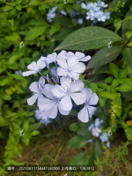 藍(lán)雪花