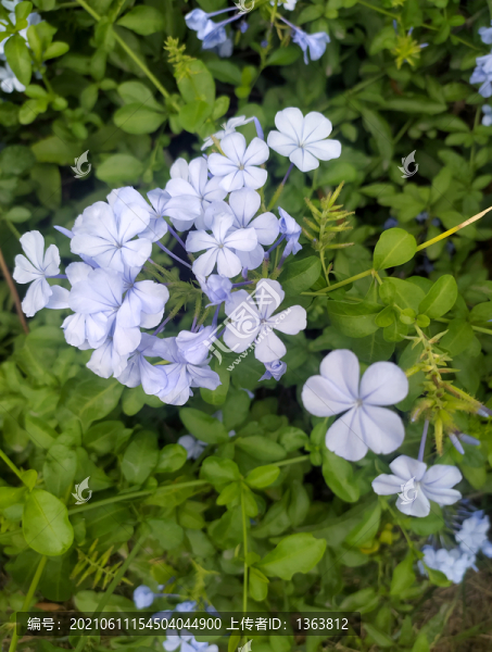 藍(lán)雪花