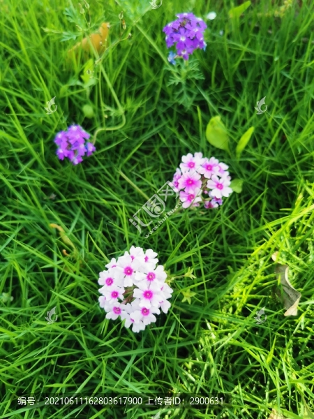 綠草鮮花美女櫻