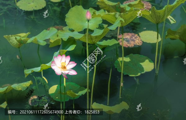 杭州西湖曲院風(fēng)荷