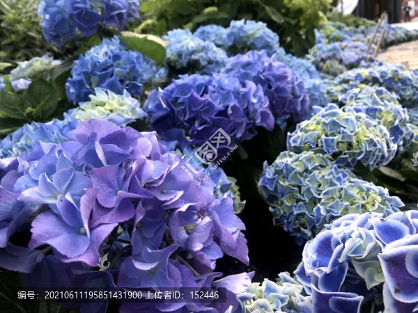 繡球花