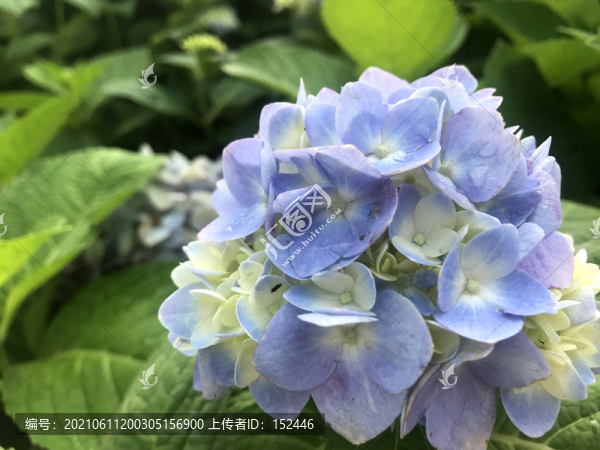 繡球花
