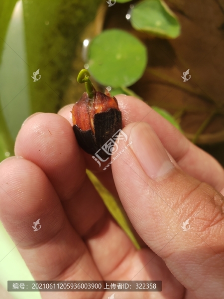 碗蓮發(fā)芽