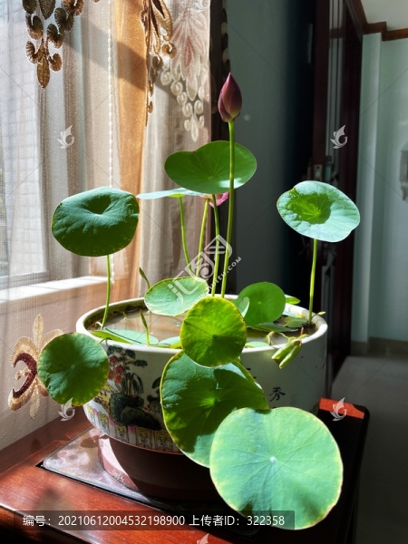 案頭碗蓮