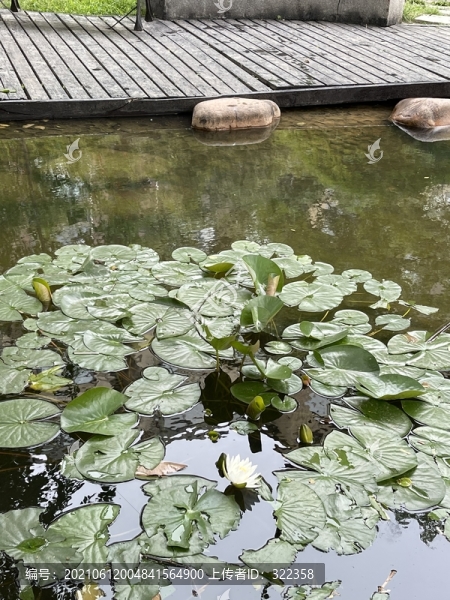 睡蓮
