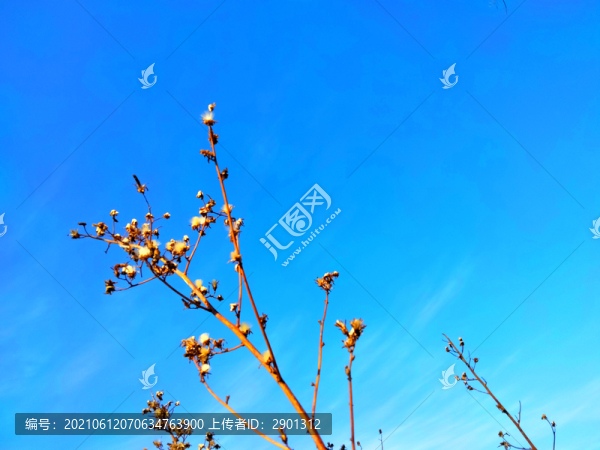 野草秋季