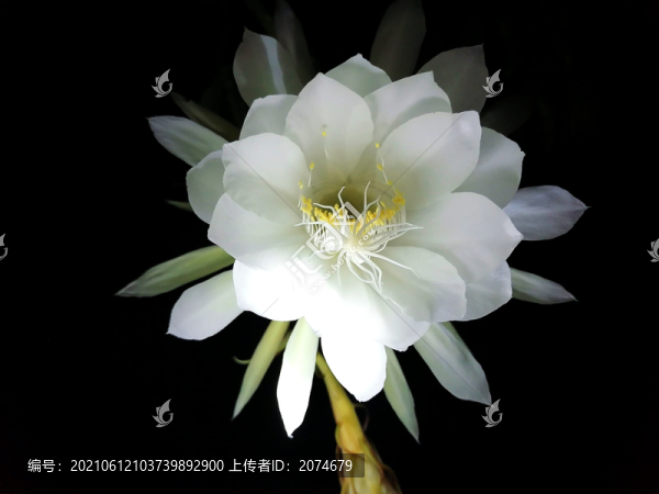 曇花