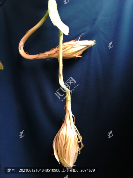 曇花花苞