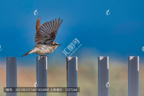 山麻雀