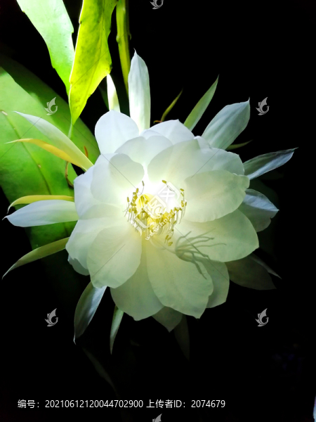 曇花