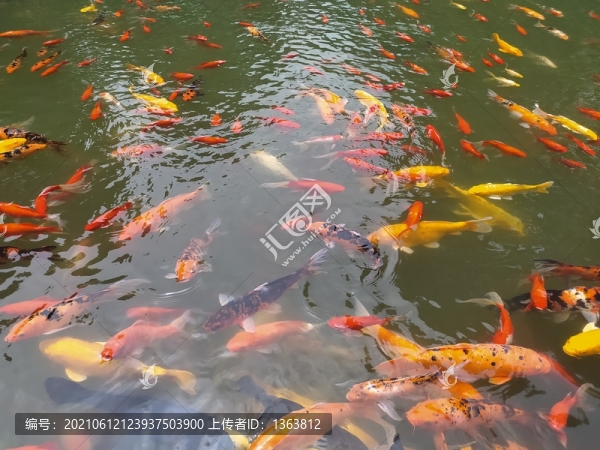 魚