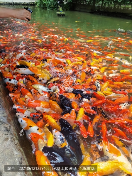 喂魚