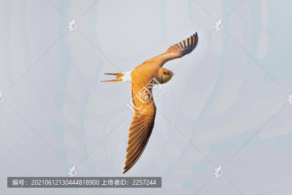 領燕鸻