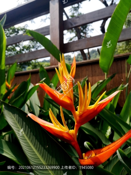 紅鳥(niǎo)蕉
