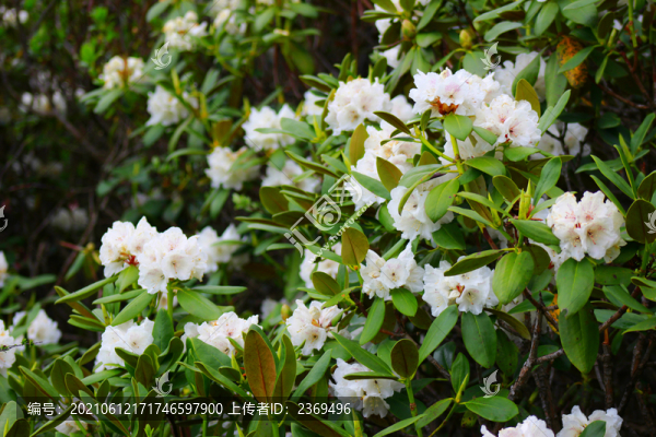 杜鵑花