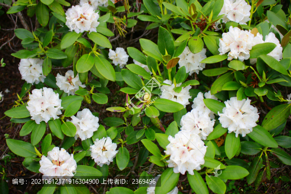 杜鵑花