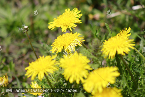 蒲公英