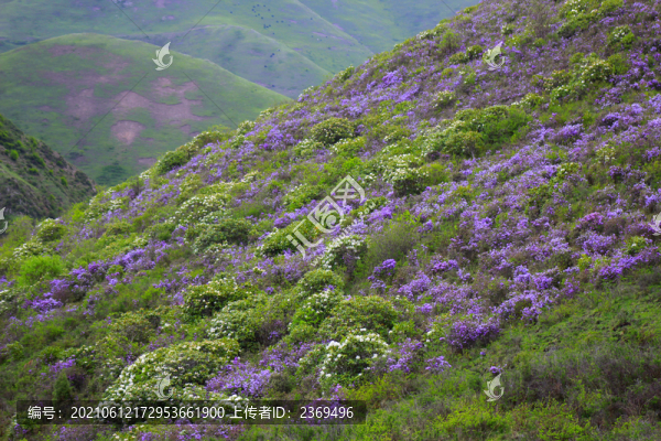 索瑪花