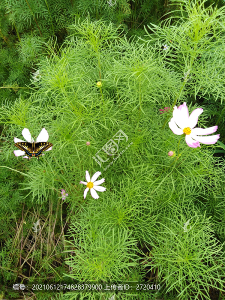 波斯菊