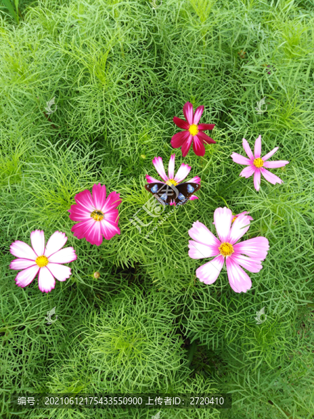 波斯菊