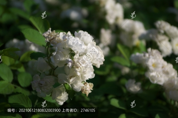 山寺梨花匯通祠