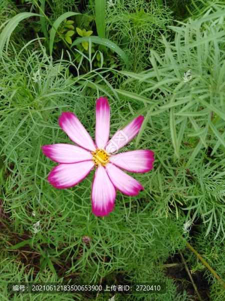 波斯菊
