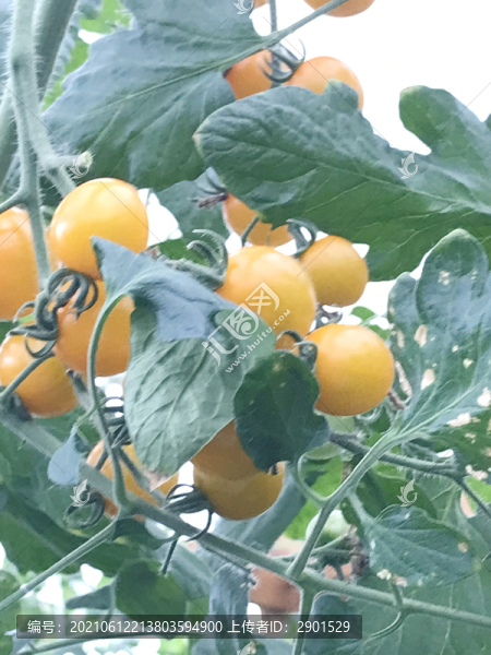 黃西紅柿
