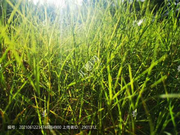 野草青草