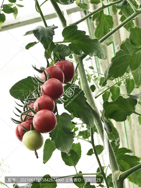 西紅柿