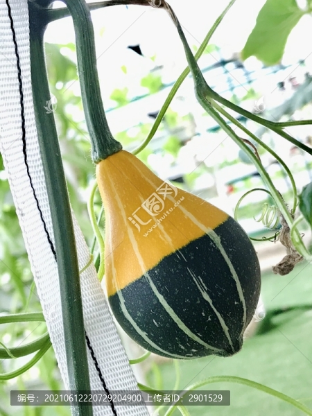 雙色胡蘆