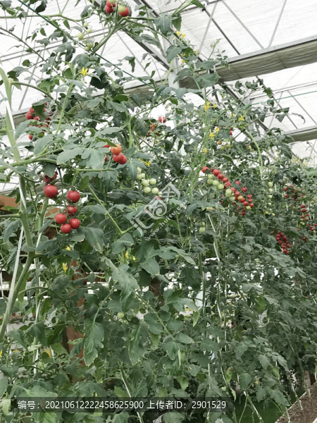 西紅柿架