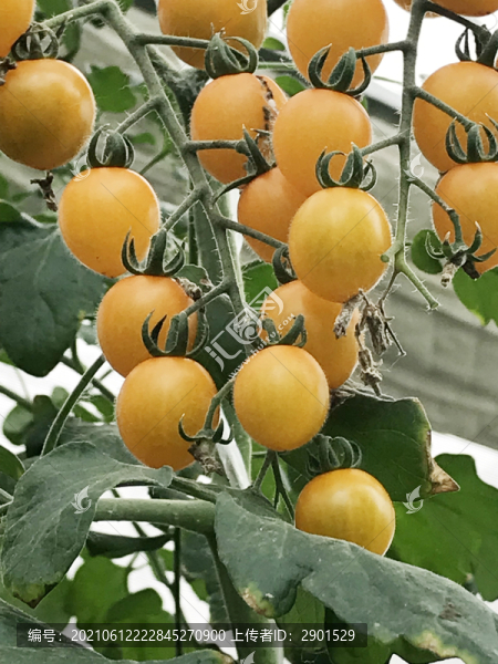黃金西紅柿