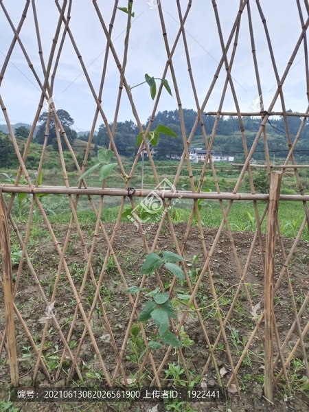 蔬菜種植