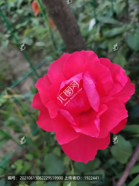 紅色月季花