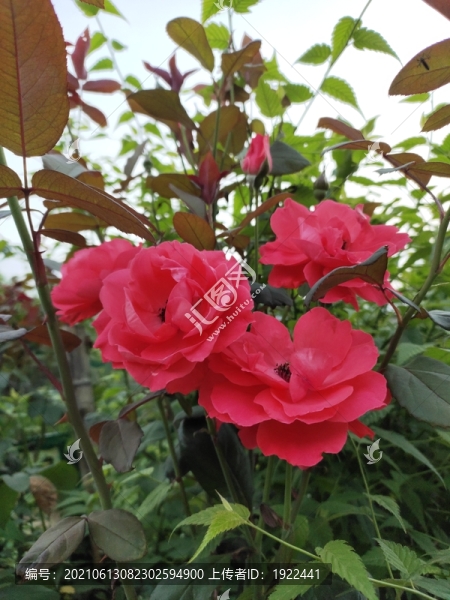 盛開(kāi)的月季花