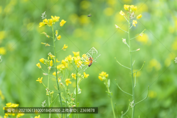 夏天的油菜花與采蜜的蜜蜂