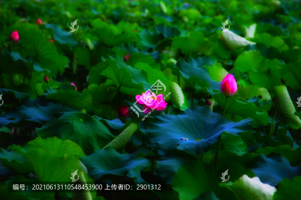 荷葉荷塘