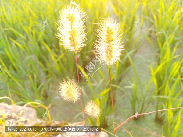 狗尾巴草稻田
