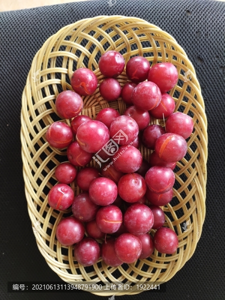 紅葉李擺拍
