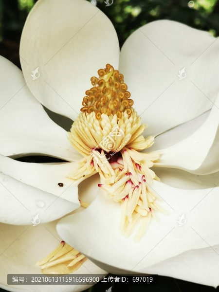 白玉蘭花