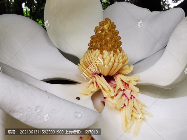 白玉蘭花