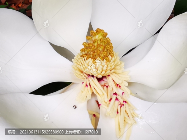 白玉蘭花