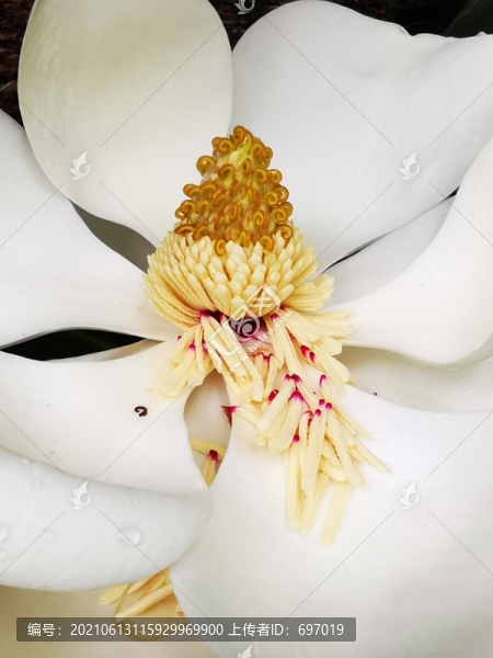 白玉蘭花