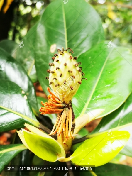 凋謝的白玉蘭花