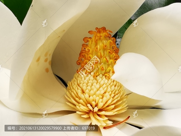白玉蘭花