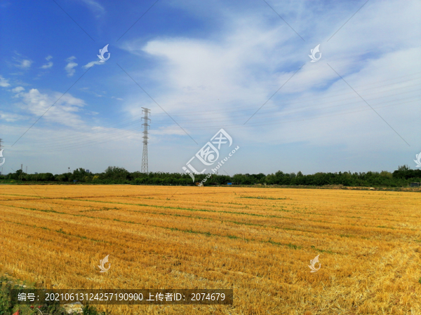 收割后的麥地