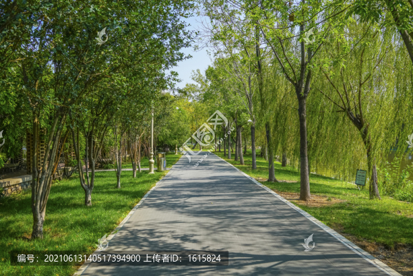 天津水上公園林蔭路