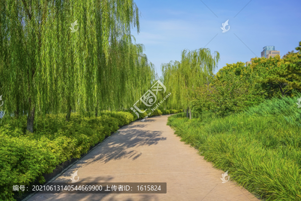 天津水上公園林蔭路
